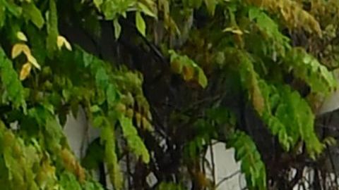 Imagen de archivo de cuerpos de policía en California.