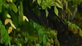 Imagen de archivo de cuerpos de policía en California.