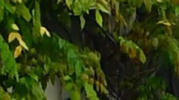 Imagen de archivo de cuerpos de policía en California.