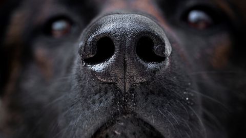 Hombre pierde piernas y parte de la cara por bacteria que le trasmitió su perro al lamerlo