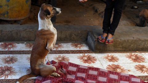 #VIDEO Tras accidente, perro aprende a caminar en dos patas como ser humano