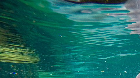 Florida confirma la muerte de casi 1,000 manatíes en 2021, récord histórico