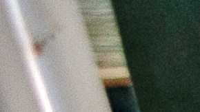 La OMS avala Covaxin, vacuna desarrollada en la India contra el Covid-19