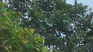 La caza de elefantes suele estar relacionada con la venta del marfil de sus colmillos.