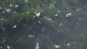 Destruyen cargamento "más grande" de droga decomisado en El Salvador en 2021