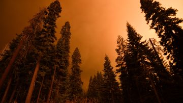 Luego de casi dos meses desde que iniciaron los incendios en el bosque de las secuoyas, los bomberos ven un posible final.