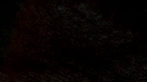 Cerdos durante una evacuación en la zona del volcán de La Palma.