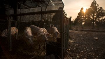 Cerdos durante una evacuación en la zona del volcán de La Palma.