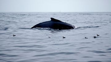 Es la segunda vez en el año que una ballena jorobada es encontrada muerta en una playa de El Salvador.