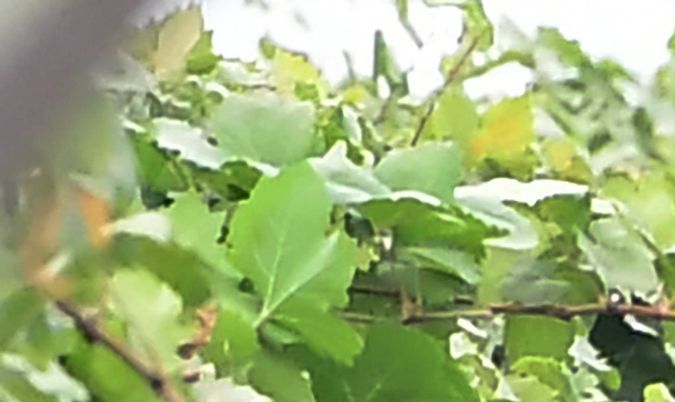 Un trabajador del campo en California.