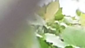 Un trabajador del campo en California.