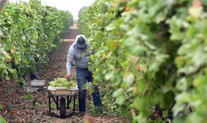 Un trabajador del campo en California.