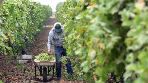 Un trabajador del campo en California.