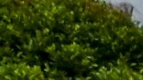 Durante esta época, las lluvias y las inundaciones en la región son comunes.