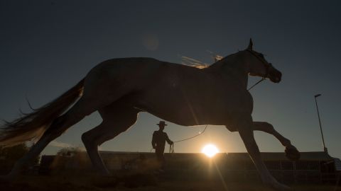 Un caballo en una imagen de archivo.