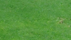 Renato Ibarra podría ser la solución en el ataque del América.