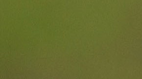 Mujer se casa con una vaca, asegura que es su marido reencarnado