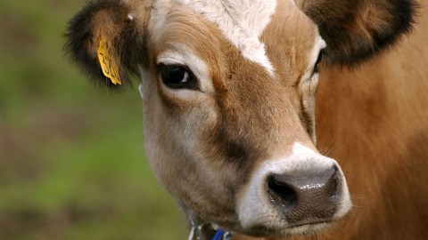 Mujer se casa con una vaca, asegura que es su marido reencarnado