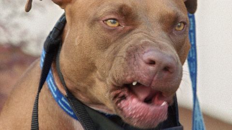 Compran perro por Facebook y pitbull mata a niño de 10 años en Reino Unido