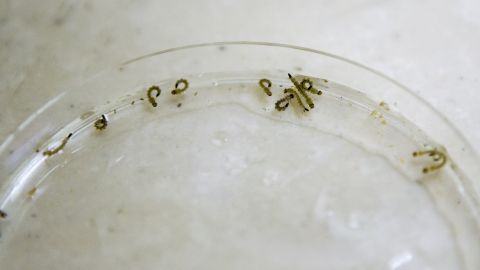 A lab technician studies mosquito larvae that carry the Chikungunya virus in a public health laboratory in Santo Domingo, on October 10, 2014. According to the Dominican health ministry, the mosquito-borne virus called Chikungunya has infected nearly 500,000 people in the country since it first appeared in the region last December. AFP PHOTO/ERIKA SANTELICES (Photo credit should read ERIKA SANTELICES/AFP via Getty Images)