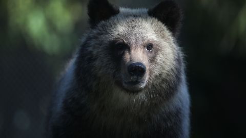 Las autoridades ubicaron al animal gracias a unas cámaras de vigilancia.