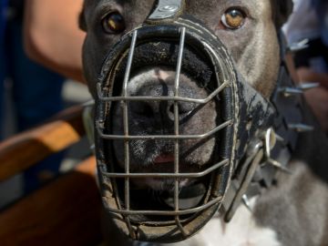 Modelo perdió labio superior tras ataque de pitbull; ahora busca reconstruir su rostro con millonaria cirugía