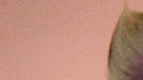 VIDEO: Dueña colocan altar a perrita muerta; cachorro se conmueve al mirar la foto