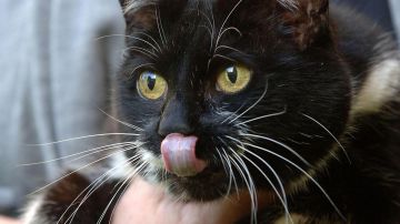 Cautiva en Turquía una gatita de cuatro orejas; cuenta de Instagram arrasa con sus fotos