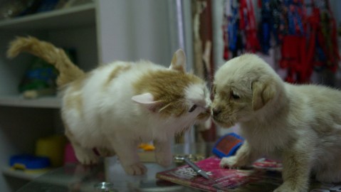 Francia prohíbe venta de perros y gatos en tiendas de animales