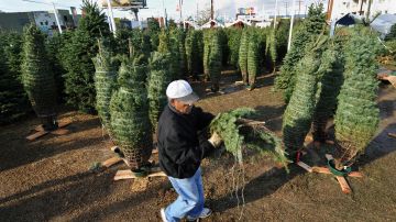 A worker cleans debris from a nursery displaying Christmas trees for sale in Los Angeles, California, on December 16, 2008. For stores across the country the holiday shopping season -- traditionally a big contributor to the overall economy -- promises grim tidings. With government figures showing national retail sales down 4.1 percent in October from the previous year, shops are slashing prices in a desperate search for customers. AFP PHOTO/Jewel SAMAD (Photo credit should read JEWEL SAMAD/AFP via Getty Images)