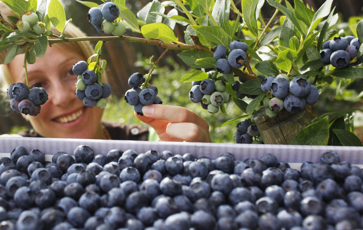 Why Blueberries Will Cost More on Thanksgiving American Post