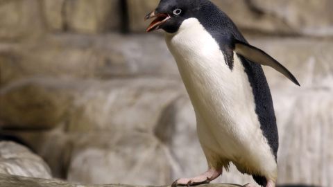 A pesar de que Nueva Zelanda tiene pingüinos nativos en la isla, son de otra especie.