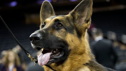 Gunther VI, el perro más rico del mundo, venderá por $31.75 millones de dólares, la mansión alguna vez habitada por Madonna