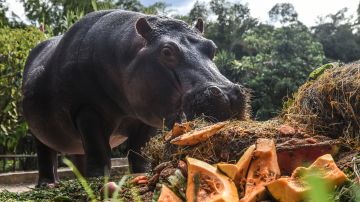 Hipopótamo de Pablo Escobar ataca y hiere de gravedad a pescador colombiano