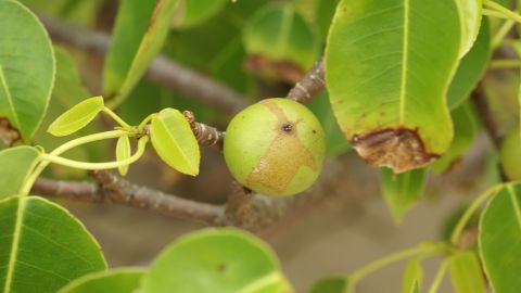 Árbol de la muerte