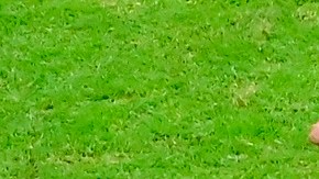 México tiene desde 1976 que no pierde contra Canadá en Eliminatorias.