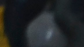 Las Águilas del América