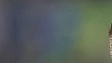 Chicharito no pudo meter a LA Galaxy en los playoff.