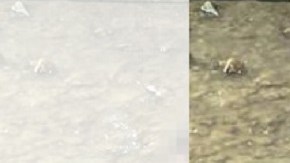 José Francisco Paz-Ruiz intentó cruzar hacia México por el Río Grande.