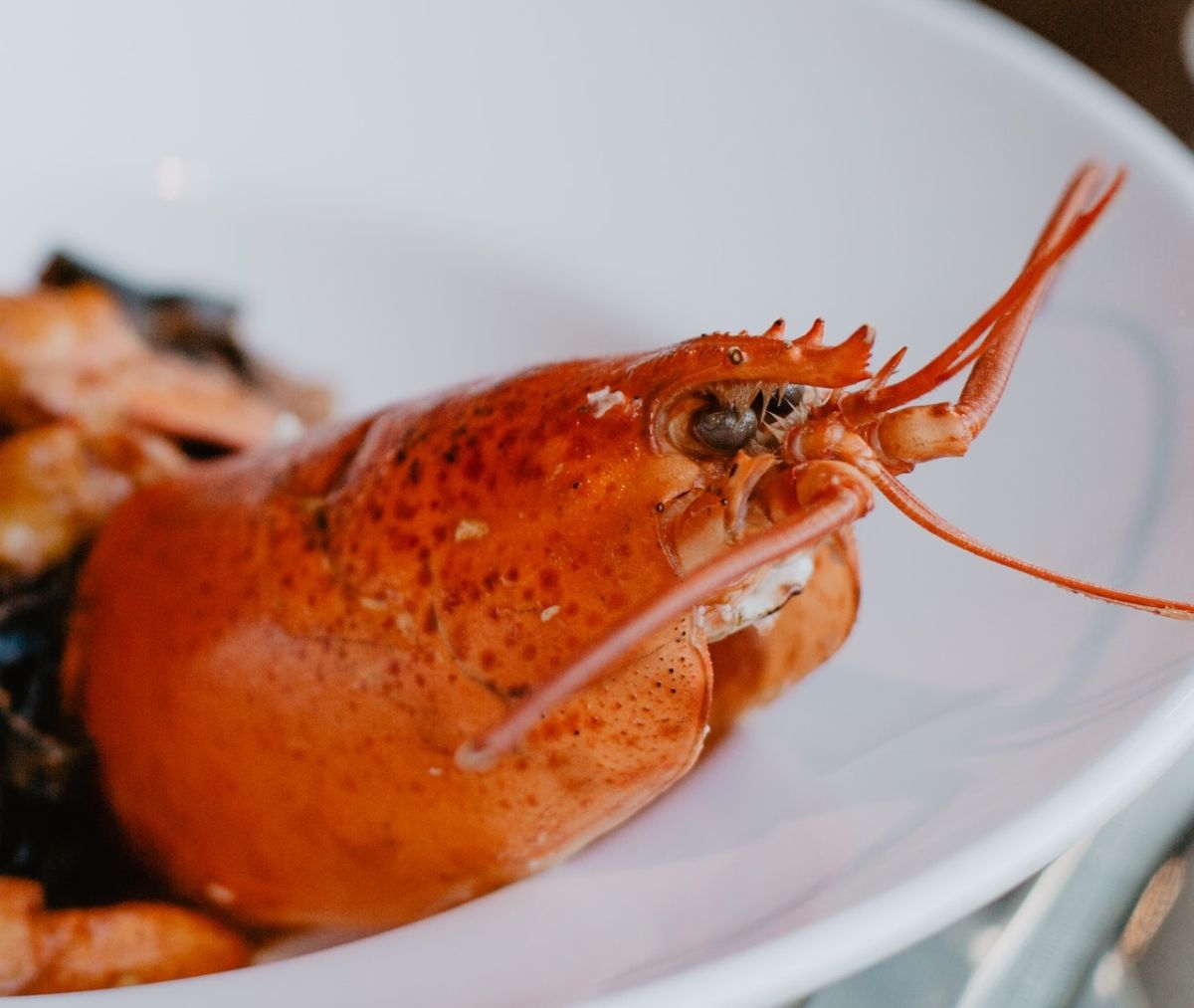 Seafood Store Offers a Montecito Lobster Roll Kit for “Only” $ 1,000
