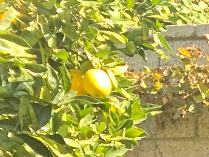 Desde EE UU, seguirá luchando contra la dictadura de su país, y la liberación de los presos políticos como su padre Pedro Mena