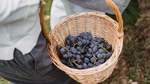 niña cosechando uvas