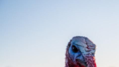 Pavo