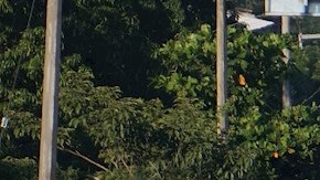 Caravana migrante cambia de ruta y busca llegar directo a los Estados Unidos por Arizona.