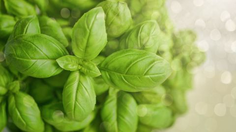 Colocar unas plantas de albahaca en casa mantendrá la negatividad alejada y, al mismo tiempo, atraerá la prosperidad.