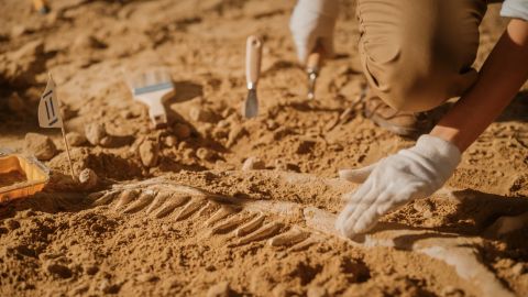 Descubren esqueleto de nueva especie de dinosaurio en Missouri
