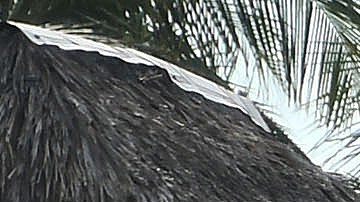 Policías custodian la fosa clandestina en el municipio de Alvarado, en Veracruz.