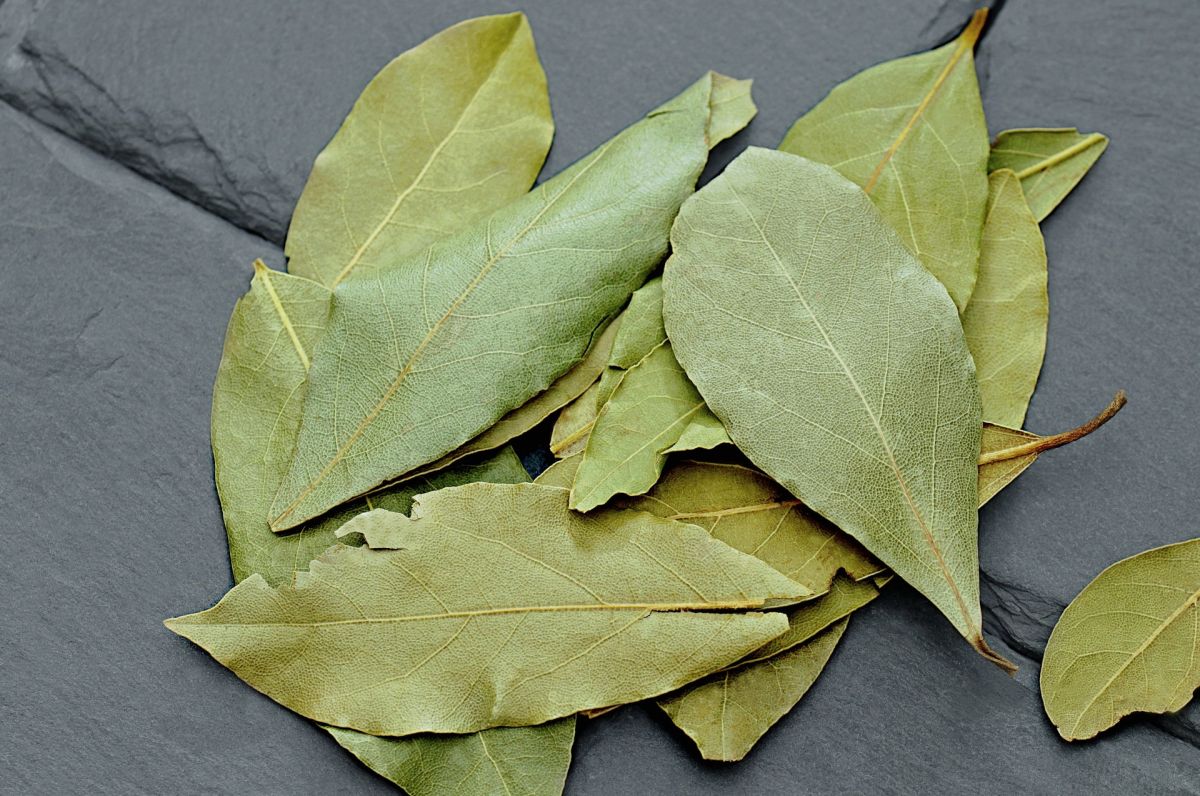Los rituales con hojas de laurel, planta que simboliza éxito, son sencillos y poderosos. 