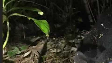 Expertos de la Comisión de Vida Silvestre de Florida pudieron capturarla y comprobar que no había sufrido heridas de graves.