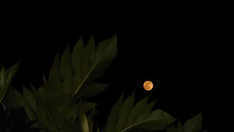 Las fases de la luna pueden ayudarte a que tus plantas crezcan hermosas y fuertes.
